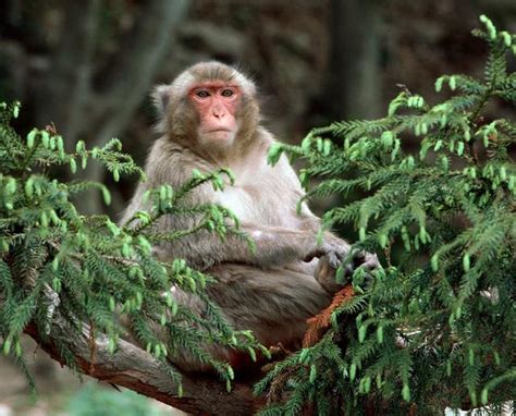 金有樹 1980年出生的屬猴人的一生